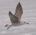 /album/photogallery/lesser-black-backed-gull-imm-2-jpg/